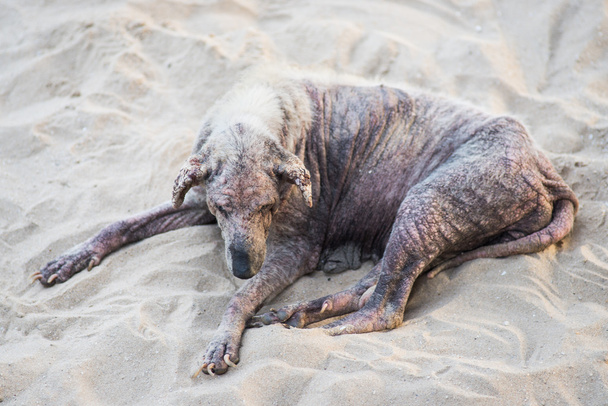 Sick stray dog - Photo, Image