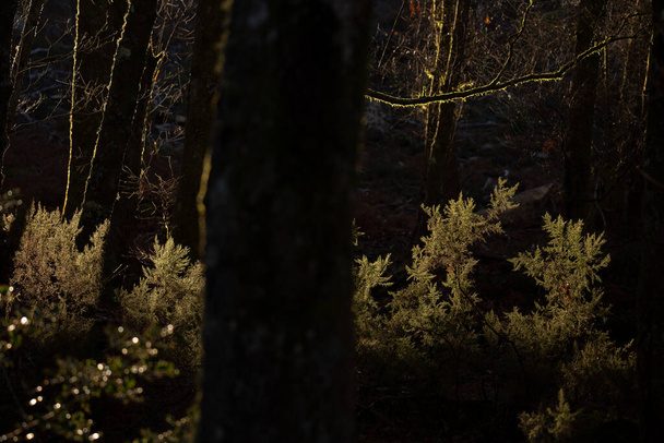 Reggeli fény a Sötét Erdőben télen, Cabeceiras de Basto, Braga, Portugália. - Fotó, kép