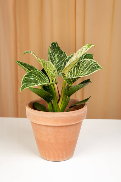 Philodendron Birkin plante de maison en pot en céramique marron - Photo, image