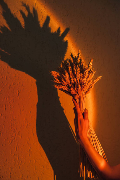 Amplio ramo de orejas secas en mano de mujer sobre el fondo de la pared a la luz de una lámpara de puesta de sol. Fondo conceptual minimalista para la industria de la belleza - Foto, Imagen