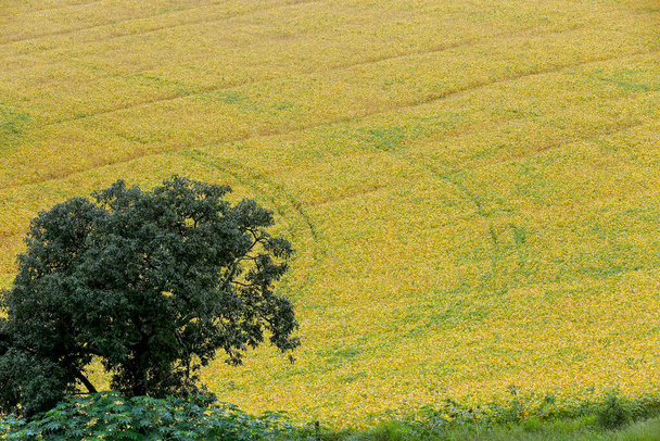 Field of soybeans in ripeness, with details of trees, in Sao Paulo, Brazil - Photo, Image