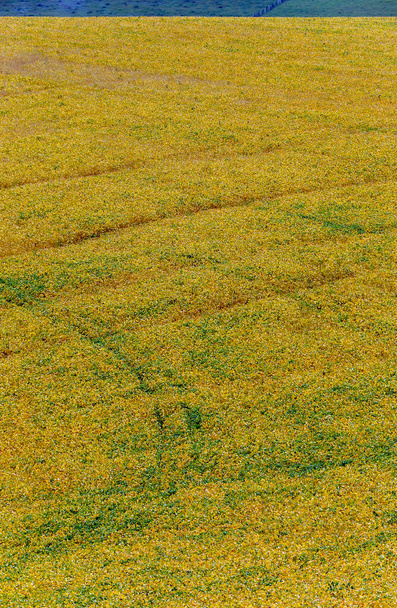 Closeup of soybean field in deep yellow tone. Sao Paulo, Brazil - Photo, Image