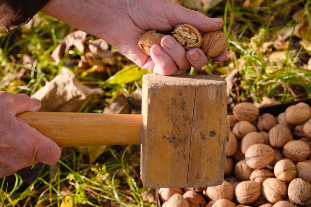 Senioren vrouw breekt walnoten met een houten hamer in de tuin. Zonnige herfstdag. Het echte leven. - Foto, afbeelding