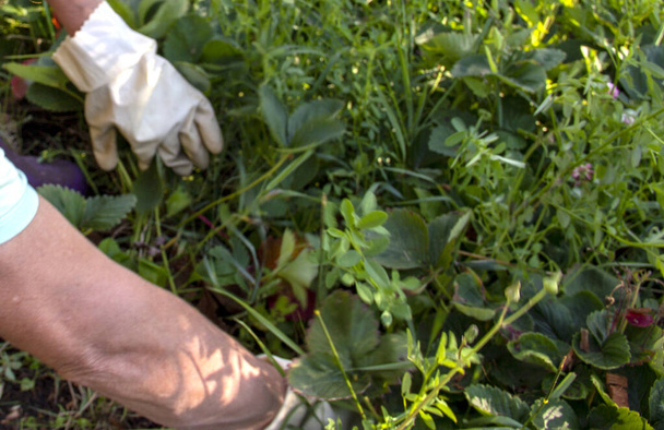 mãos enluvadas plantar erva daninha broto de morango no chão, capina, mudas, casa de campo, agricultura - Foto, Imagem