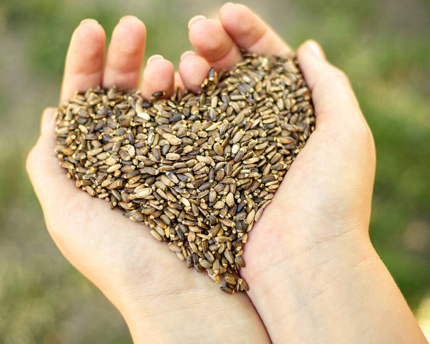 Milk thistle grains in female palms. Milk thistle grains in the shape of a heart. Healthy food concept - Photo, Image