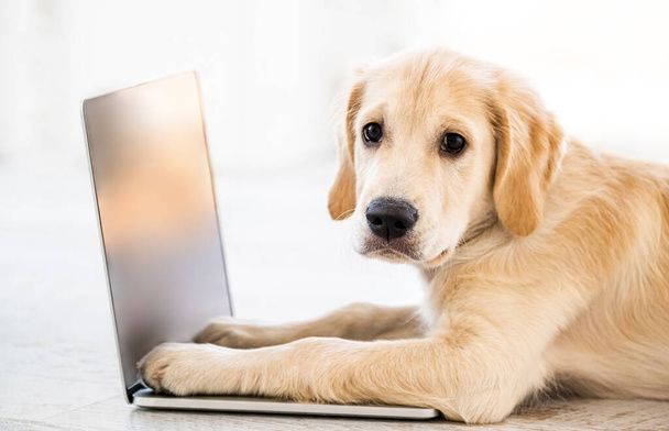 Cute dog lying on laptop - Foto, afbeelding