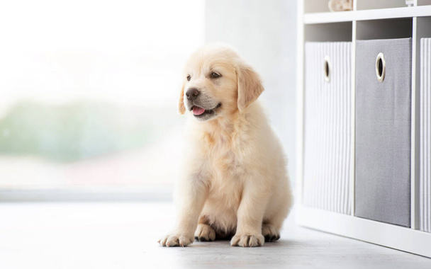 Sweet retriever puppy indoors - Foto, Bild