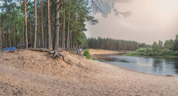 Pine forest on the river bank on a sunny summer day. - Fotoğraf, Görsel