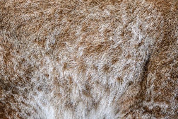 Diseño del patrón Lynx. Piel real Textura de piel. animal patrón de impresión azulejo fondo - Foto, Imagen