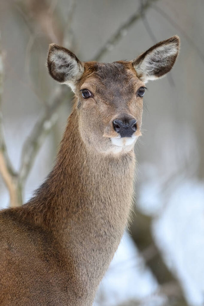 Kış ormanında dişi geyik. Doğal ortamda bir hayvan. Vahşi yaşam sahnesi - Fotoğraf, Görsel