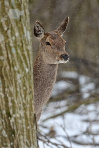 Weibliche Hirsche im Winterwald. Tiere in natürlichem Lebensraum. Wildszene - Foto, Bild