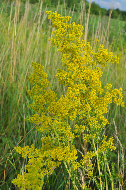 Galium verum grows among grasses in the wild - Photo, Image