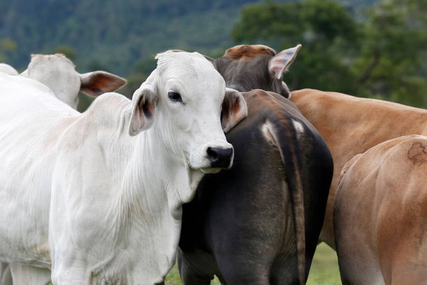 Skot pro produkci masa na pastvinách. Sao Paulo, Brazílie - Fotografie, Obrázek