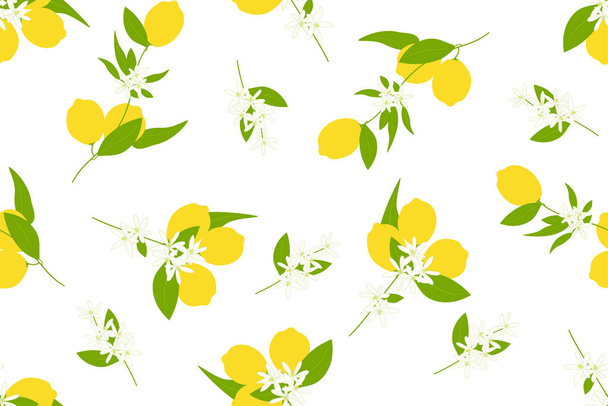 Lemon tree branch with fruits leaves and blossoms, vector seamless pattern on white background - Vecteur, image