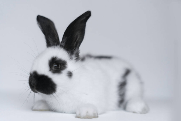 Front view of a cute white rabbit on a white background. - Foto, Bild