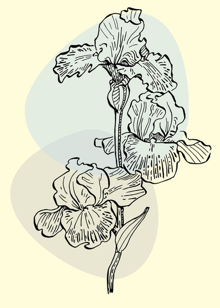 Irises botanikus fali művészet vektor. Sketch boho lombozat rajz absztrakt alakú. Rajz növényi művészet design nyomtatás, borító, tapéta, minimális és természetes fal művészet. - Vektor, kép