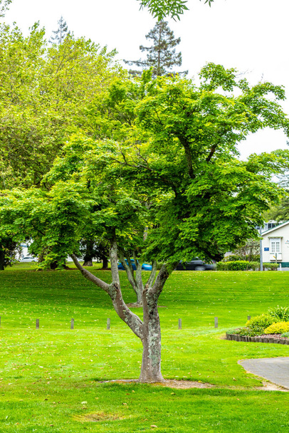 Flora und Fauna rund um die Regierungsgärten, Rotarua, Neuseeland - Foto, Bild