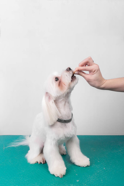 Hairdresser treats maltese lapdog after haircut for good behavior. Portrait of adroble white dog being groomed in vet clinic. Cute doggy posing in groomer studio - Photo, Image