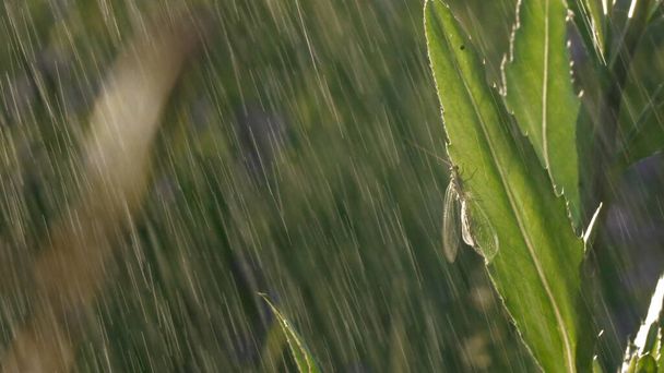 Egy hosszú bajuszú szöcske ül vékony zöld füvön. Kreatív. Makro fotózás, ahol egy kis kovács ül a fűben, és esik, majd véget ér. - Fotó, kép