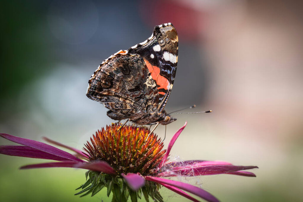 Papillon brun-orange Amiral sur une fleur rose close-up
 - Photo, image
