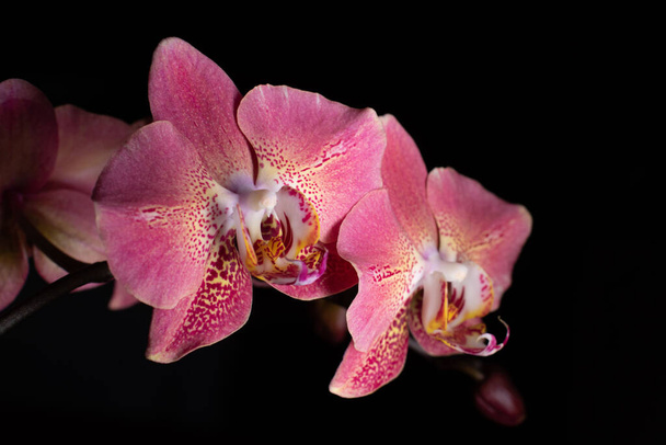Phalaenopsis Leco Fantastic hybrid orchid on black - Valokuva, kuva