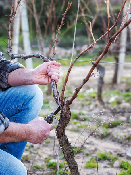 Close-up of a winegrower hand. Prune the vineyard with professional steel scissors. Traditional agriculture. Winter pruning, Guyot method. - Photo, image