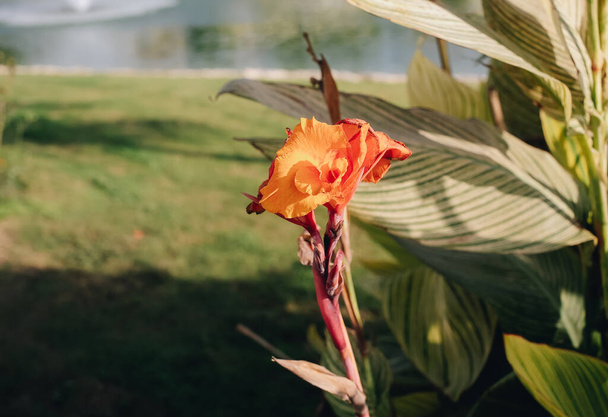 Kaunis puisto luonto tausta oranssi eksoottinen trooppinen kukka - Valokuva, kuva