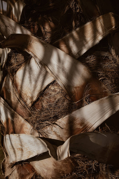 Palm tree bark background, wooden material and background - Valokuva, kuva