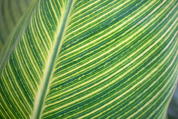 Close up tropické zelené listy příroda pozadí - Fotografie, Obrázek
