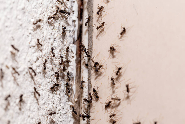 brouci na stěně, vylézající trhlinou ve zdi, sladké mravenčí zamoření uvnitř - Fotografie, Obrázek