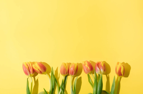 Czerwone żółte tulipany na żółtym tle, widok z góry. Wiosenny bukiet. koncepcja minimalna - Zdjęcie, obraz