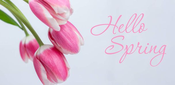 Fondo primaveral - composición primaveral de tulipanes y la inscripción Hello Spring sobre fondo blanco. Banner. Copiar espacio. - Foto, imagen
