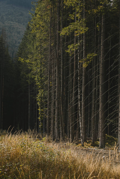 pine forest in the Carpathians - Фото, зображення