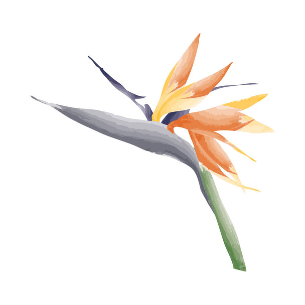 egzotik helikonya çiçeği - Vektör, Görsel
