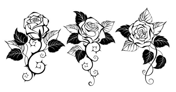 Three, artistically drawn, contour, black, prickly, blooming roses with black leaves on white background. Design with rose. Gothic style. - Vector, afbeelding