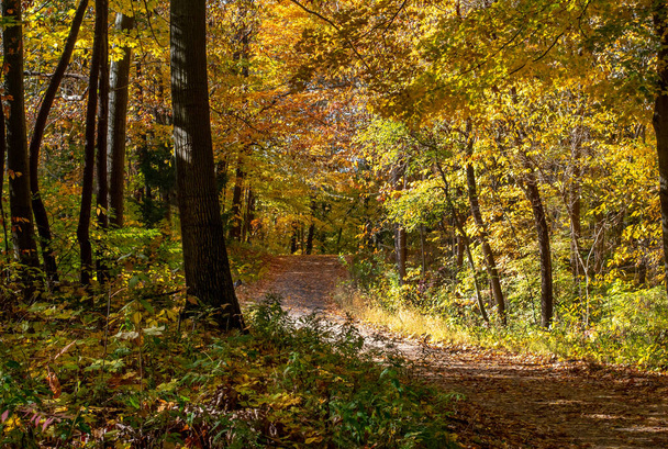 Sonbaharda Michigan 'da altın bir ormanın içinden geçen kıvrımlı bir yol günü geçirmek için harika bir yoldur. - Fotoğraf, Görsel