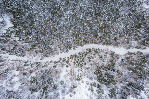 Aerial view of the road in the winter forest with high pine or spruce trees covered by snow. Driving in winter. Natural winter landscape from air. Forest under snow a the winter time. - Valokuva, kuva