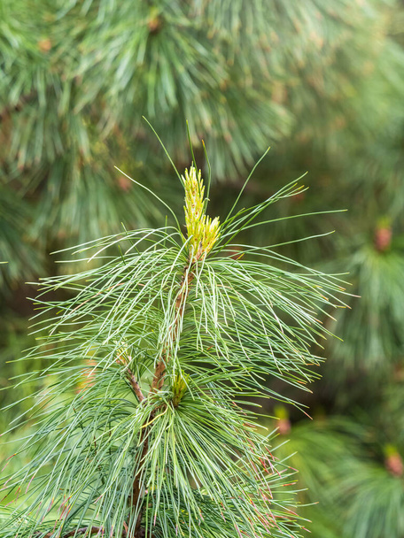 Green small pine trees with fresh shoots in spring or summer. Dense thickets of stunted pines with young branches in the spring in the mountains - Foto, Bild