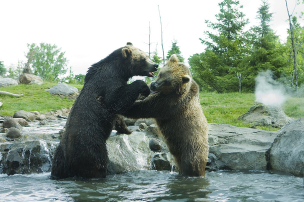 Niedźwiedź Grizzly (Brown) walki - Zdjęcie, obraz