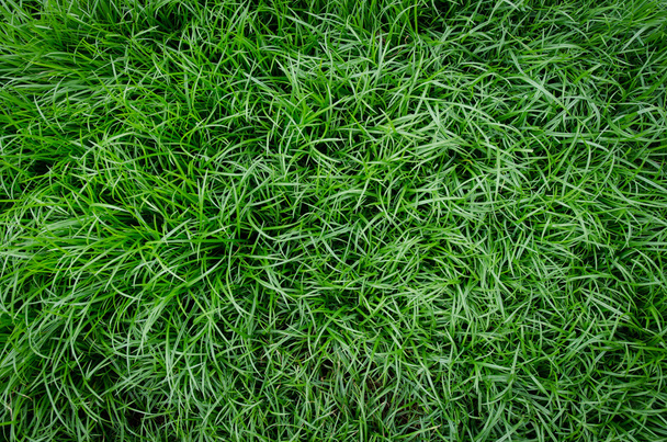 drei natürliche grüne Rasenflächen - Foto, Bild