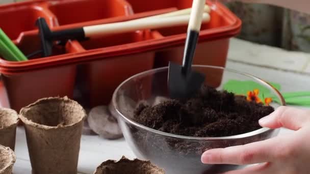 Plantingsproces. Kinderhanden gieten aarde in turfpotten. Thuislandbouw. - Video