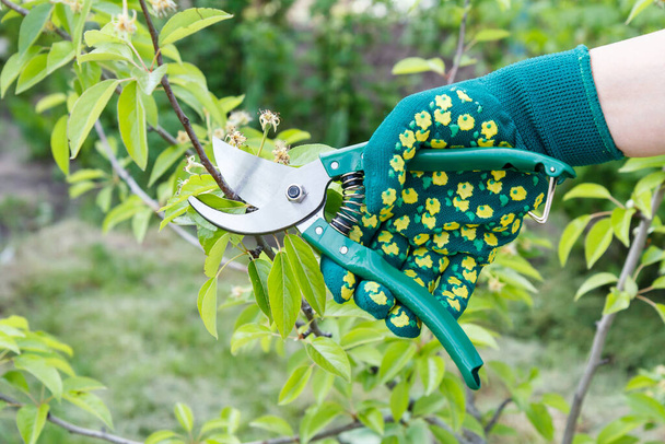 Rolniczka opiekuje się ogrodem. Wiosenne przycinanie drzew owocowych. Kobieta w rękawiczkach z nożycami do strzyżenia czubków gruszki. Narzędzia ogrodowe. - Zdjęcie, obraz