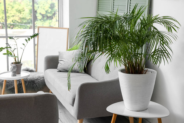 Große Zimmerpflanze auf Couchtisch im hellen Wohnzimmer - Foto, Bild