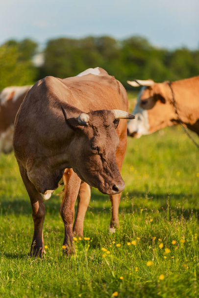 cow grazing on the lawn - Фото, зображення