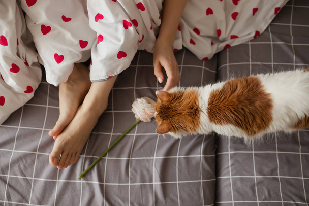 A young girl strokes a cat sitting on the bed. - Photo, image