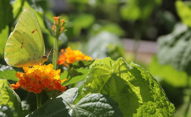 Pomerančový sírový motýl, kolijský erytrocyt, na oranžovém květu Lantana - Fotografie, Obrázek