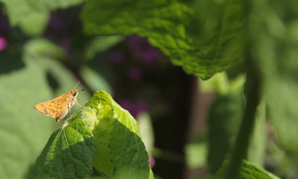 Small Skipjack Butterfly on Green Leaf in Outdoor Garden - Photo, Image