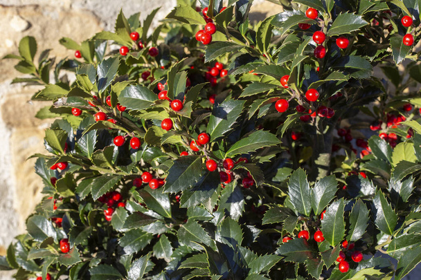 A holly, ilex aquifolium Alaska, with red berries. sunny day. selective approach - Photo, Image