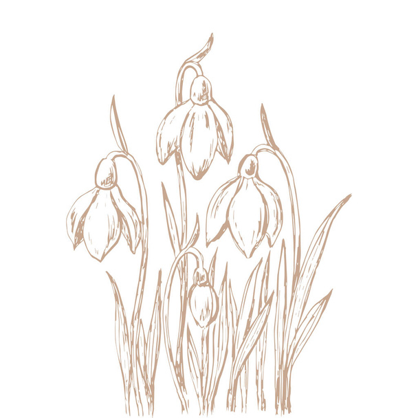 Snowdrop. Flowering primrose plant, vector illustration, hand drawn in gentle sketch style, pastel colors. First spring flowers. For logos, prints, icons, fabrics, tiles, etc. - Vektor, Bild
