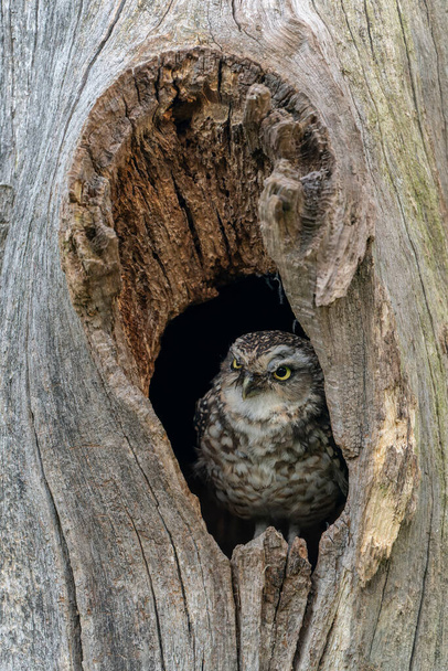 Owl or brown owl (Strix aluco) cautiously peeks out of the hole in a tree in the forest of Gelderland in the Netherlands.                                                             - Фото, изображение